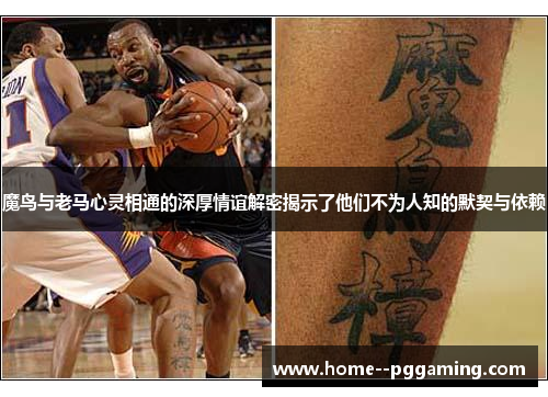 魔鸟与老马心灵相通的深厚情谊解密揭示了他们不为人知的默契与依赖